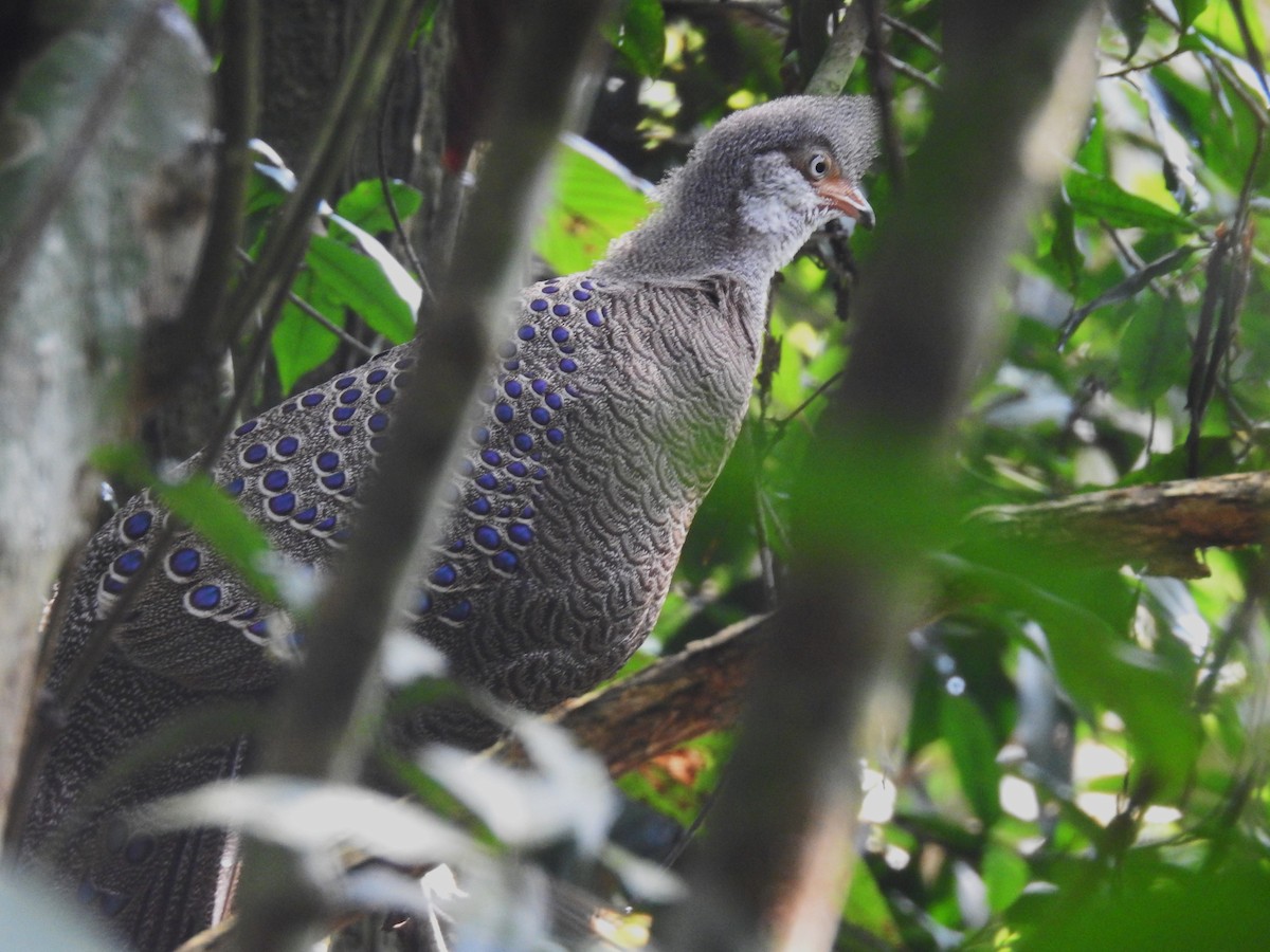 Gray Peacock-Pheasant - Subbu Subramanya