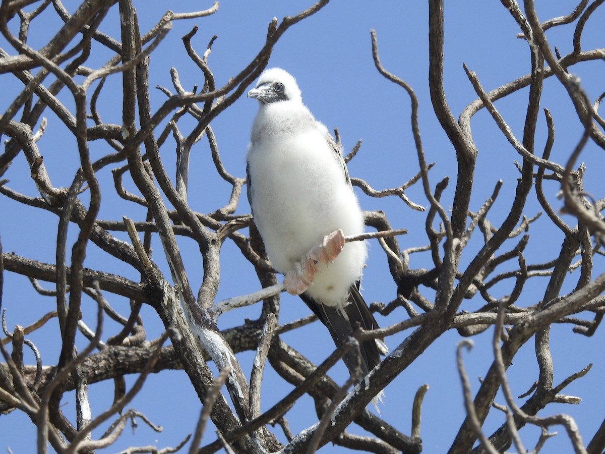 Red-footed Booby - ML618805876