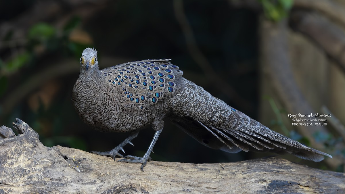 Gray Peacock-Pheasant - ML618805877