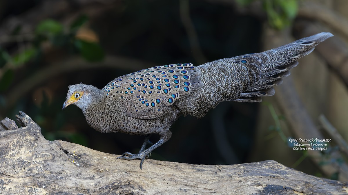 Gray Peacock-Pheasant - ML618805878