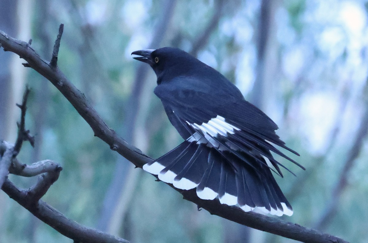 Pied Currawong - ML618805899
