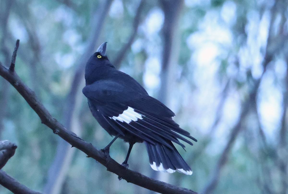 Pied Currawong - ML618805905