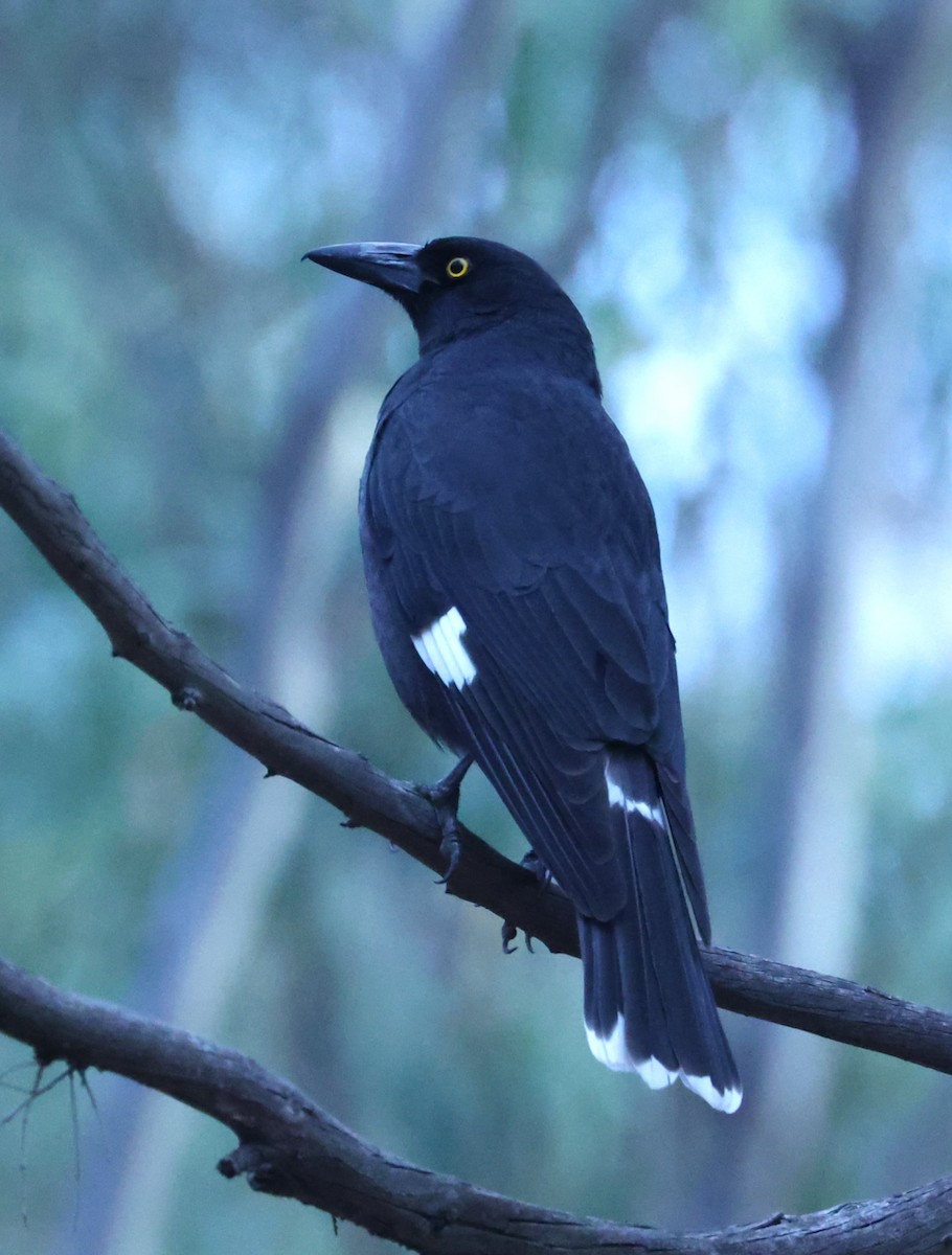 Pied Currawong - ML618805908