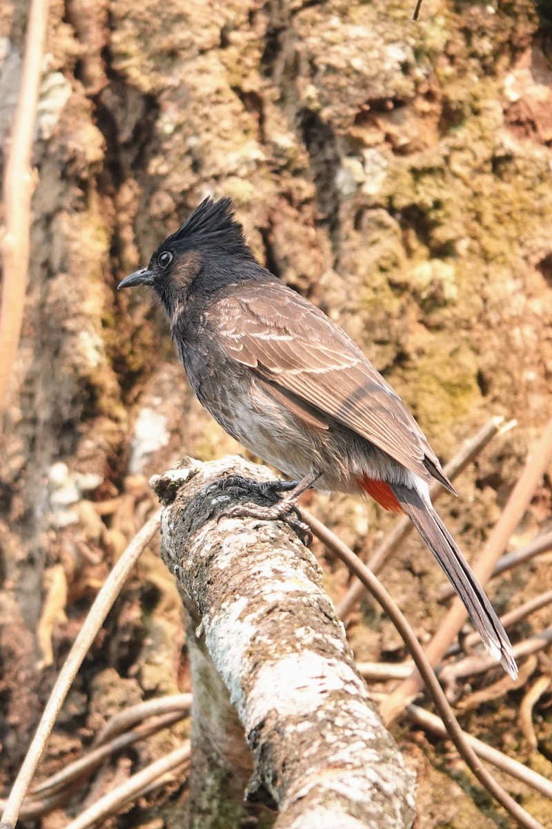 Red-vented Bulbul - Brecht Caers