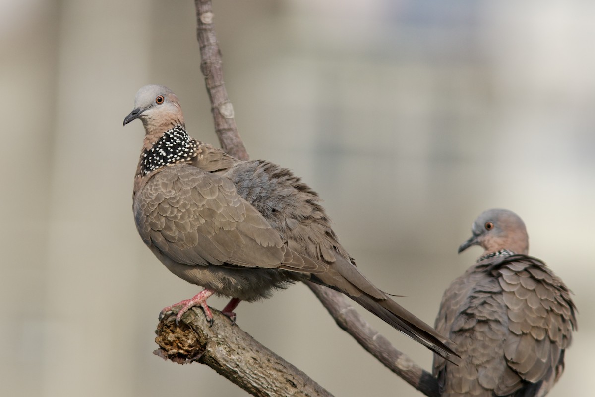 Spotted Dove (Eastern) - ML618805991