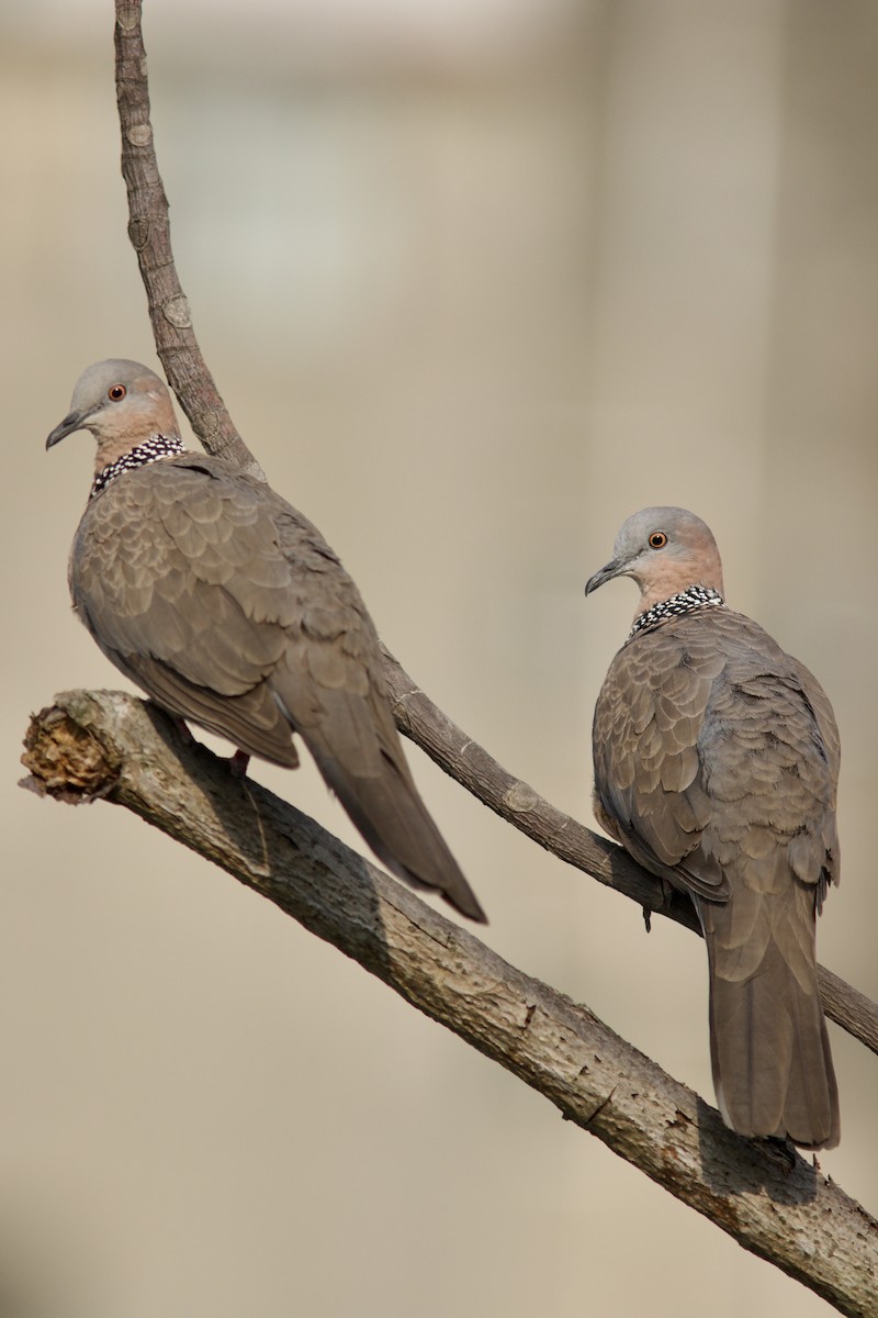 Spotted Dove (Eastern) - ML618805993