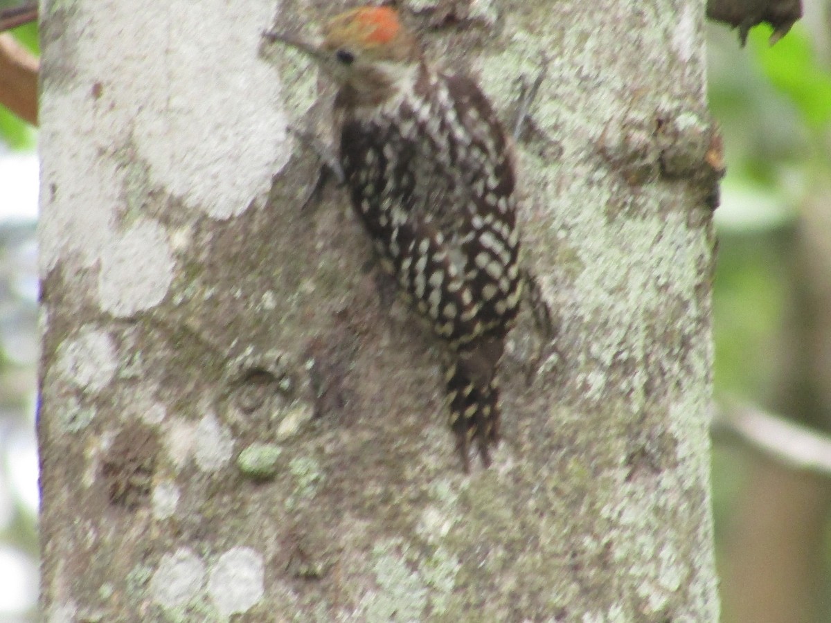 Yellow-crowned Woodpecker - ML618806051