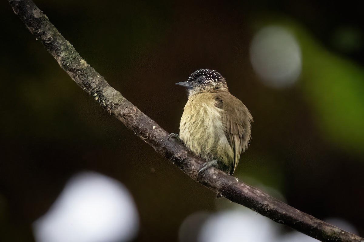 Olivaceous Piculet - ML618806057