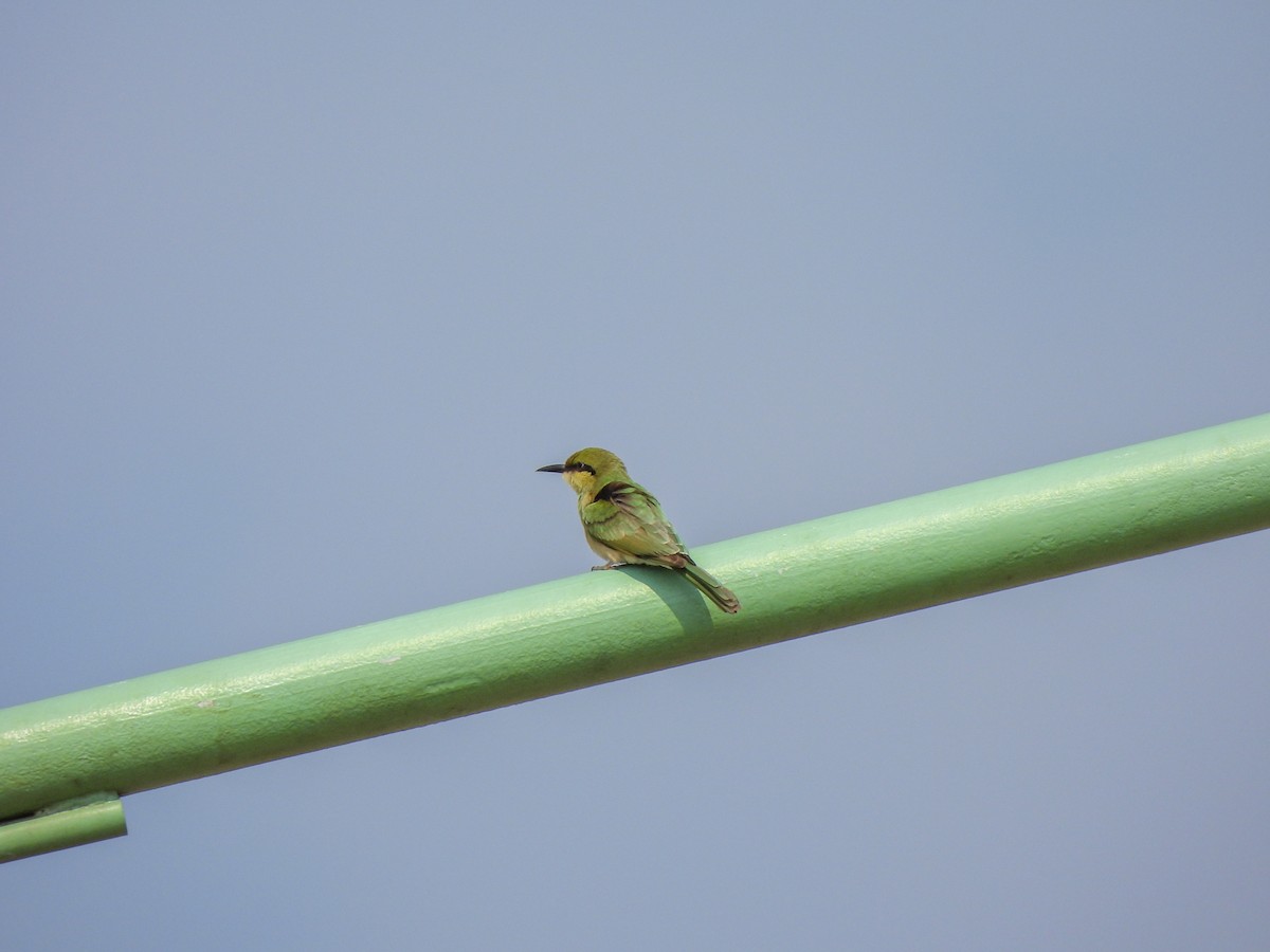 Asian Green Bee-eater - Shree Raksha
