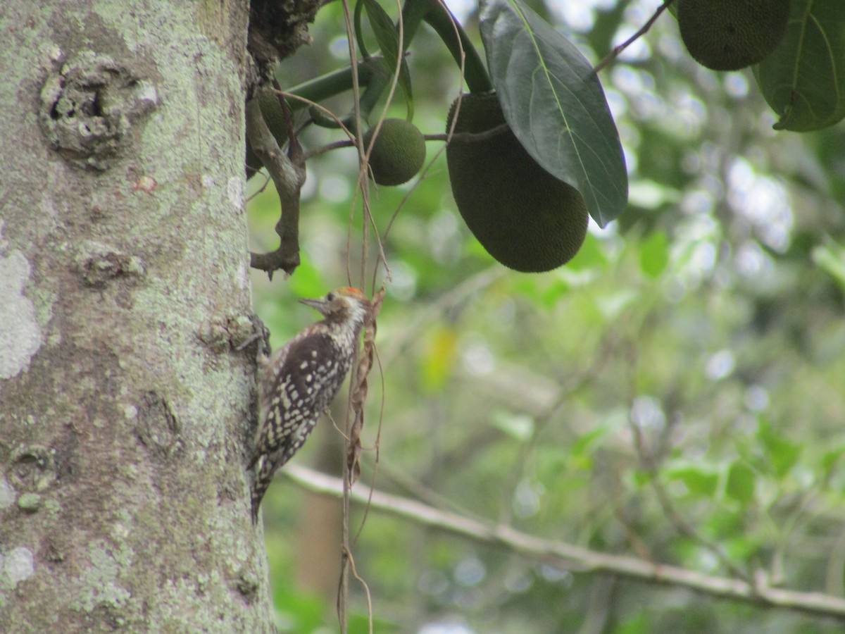 Yellow-crowned Woodpecker - vaazhaikumar kumar
