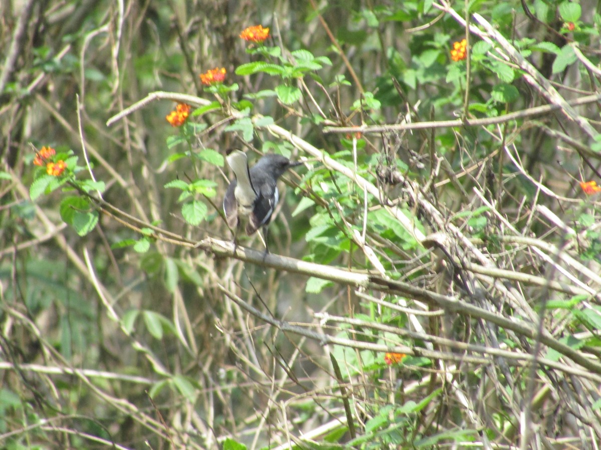 Oriental Magpie-Robin - vaazhaikumar kumar