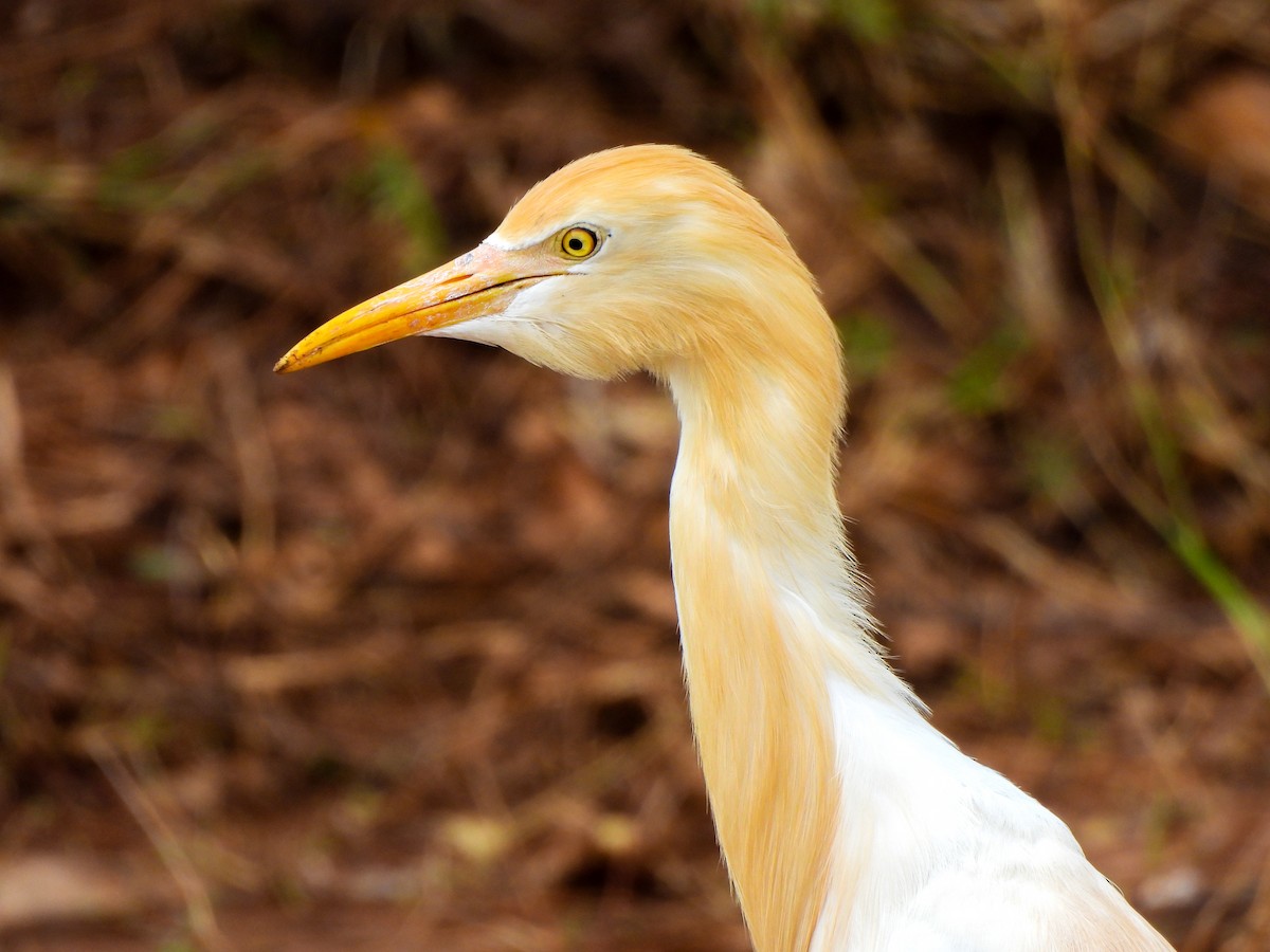 Eastern Cattle Egret - Shree Raksha