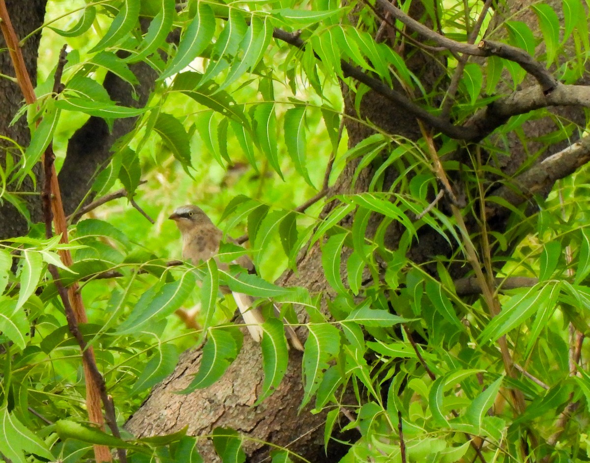 Large Gray Babbler - Shree Raksha