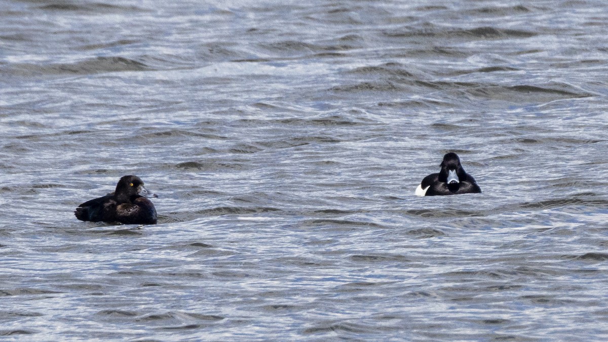 Tufted Duck - ML618806148