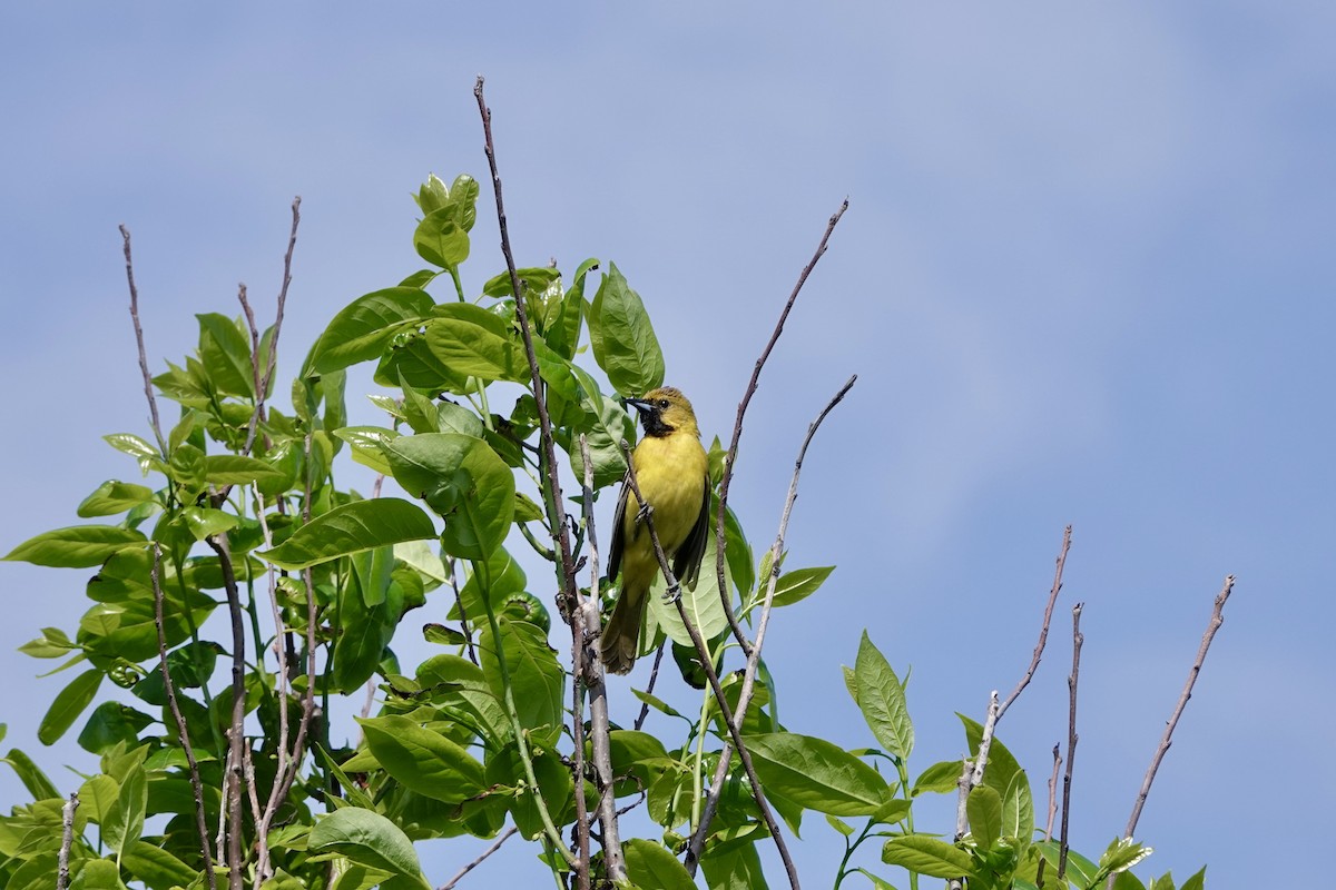 Orchard Oriole - ML618806157