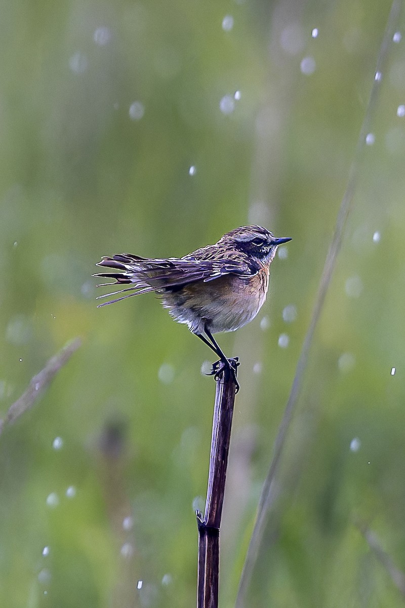 Whinchat - ML618806160