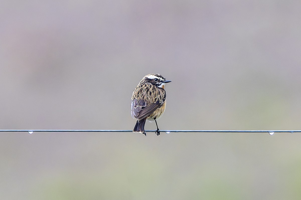 Whinchat - ML618806161