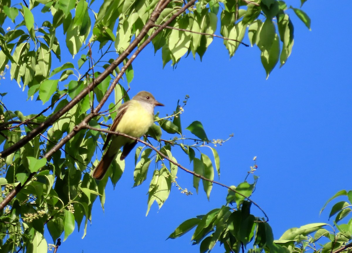 Great Crested Flycatcher - Laurie Harple