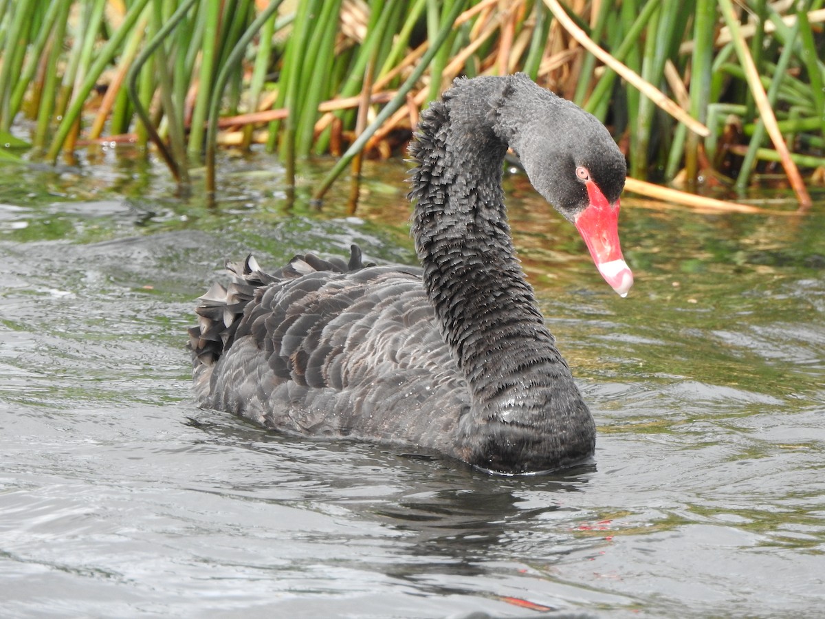 Black Swan - Kerry Vickers
