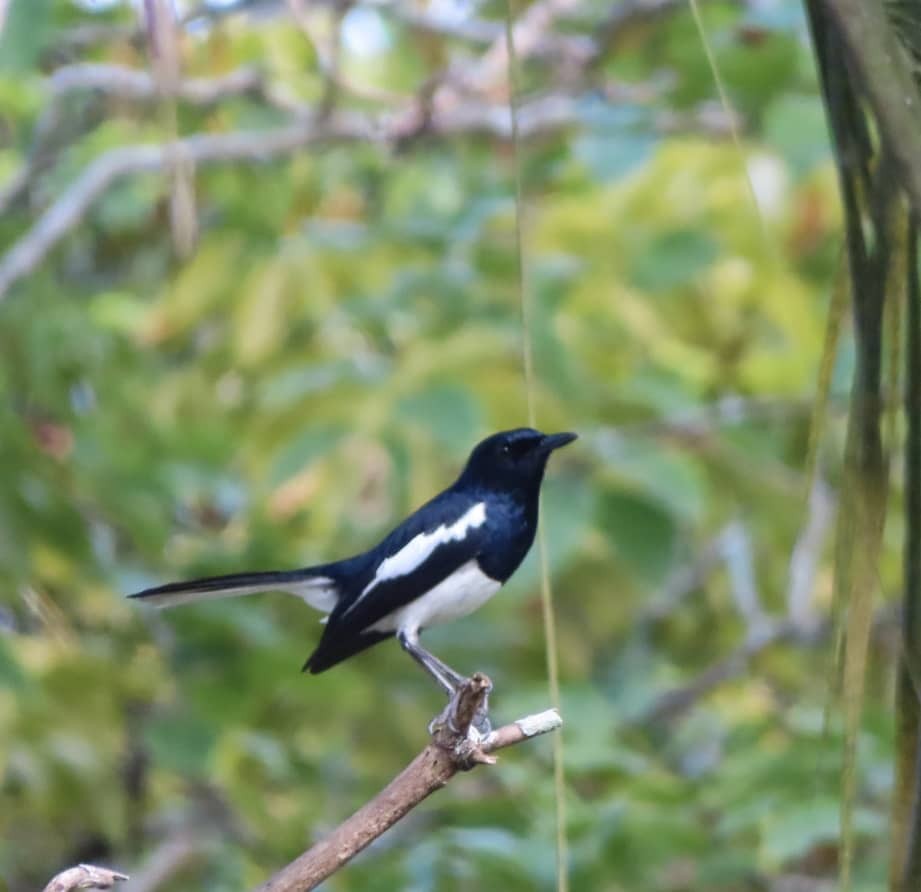 Oriental Magpie-Robin - Saravanan Palanisamy
