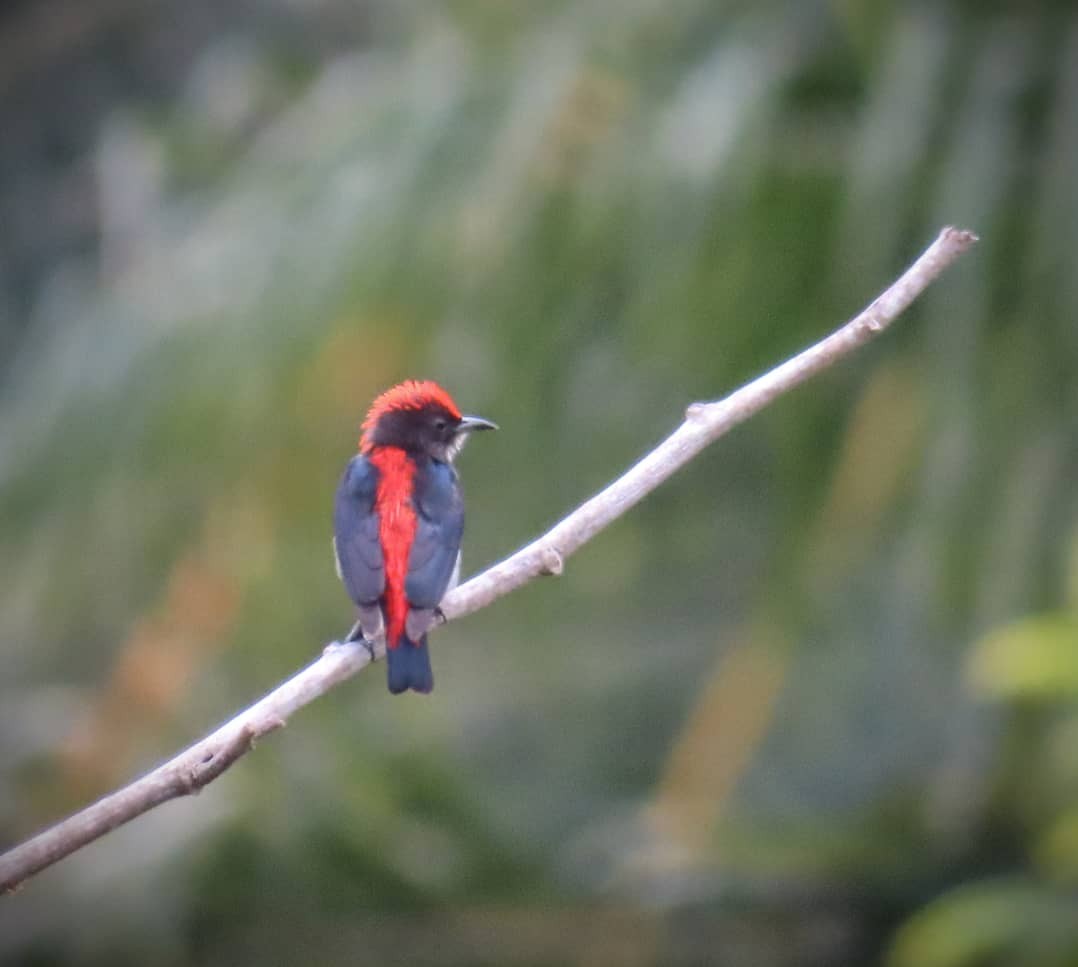 Scarlet-backed Flowerpecker - Saravanan Palanisamy