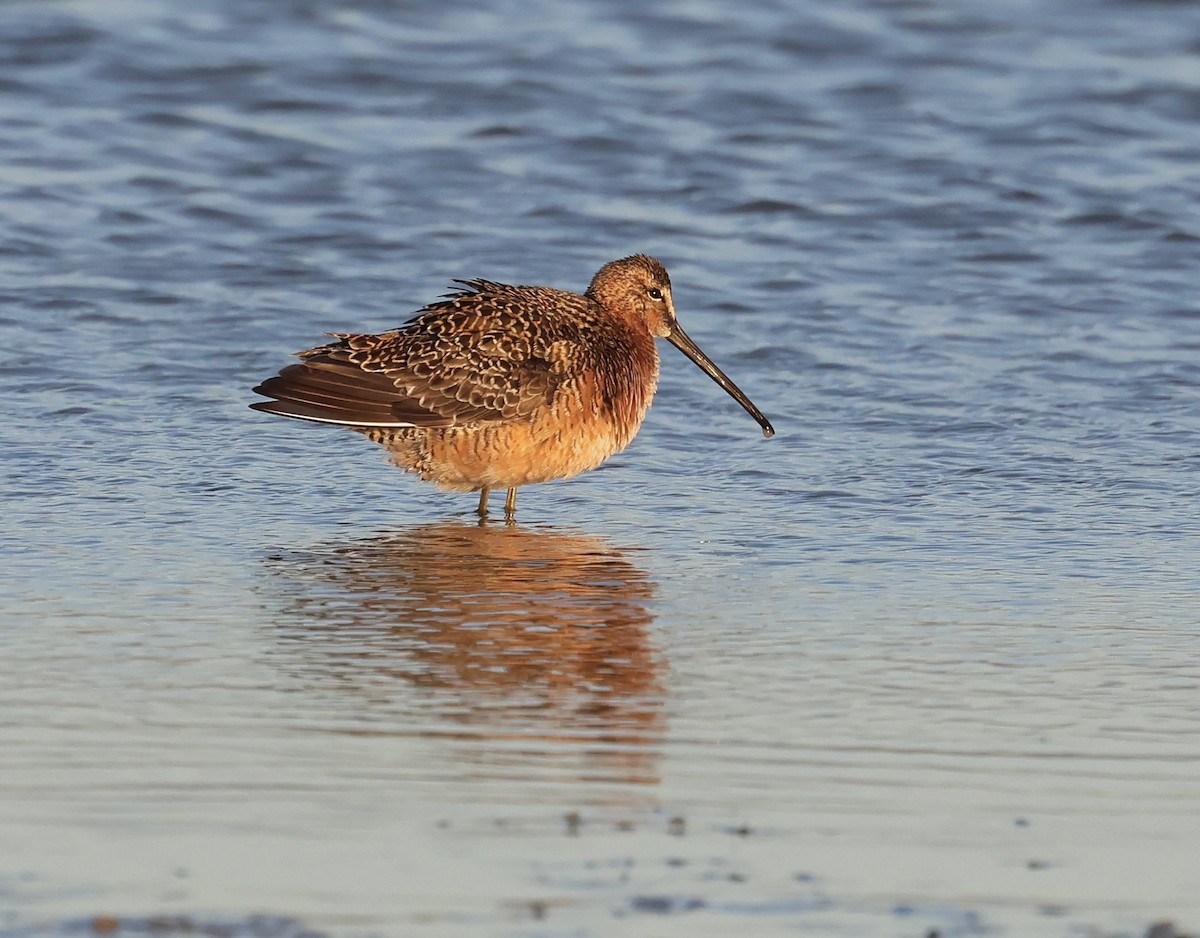 Long-billed Dowitcher - ML618806276