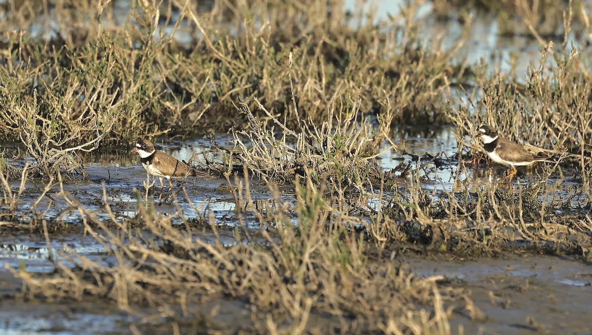Semipalmated Plover - ML618806298