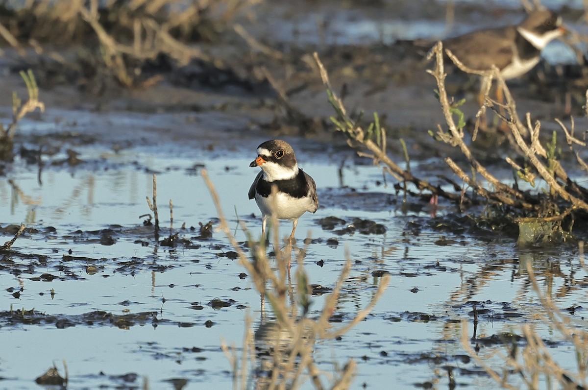 Semipalmated Plover - ML618806301