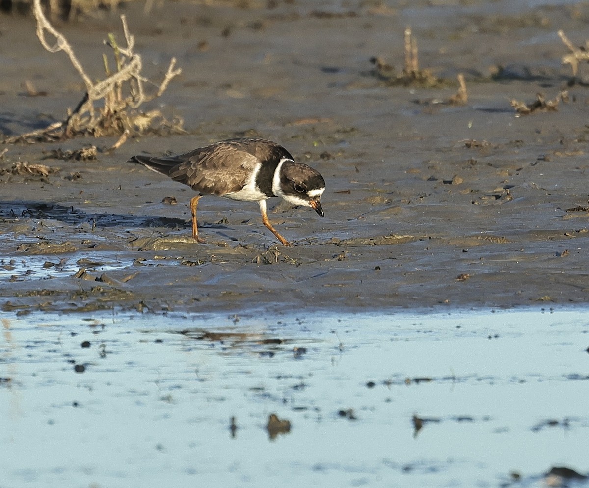 Semipalmated Plover - ML618806303