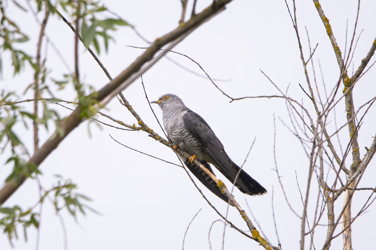 Common Cuckoo - ML618806308
