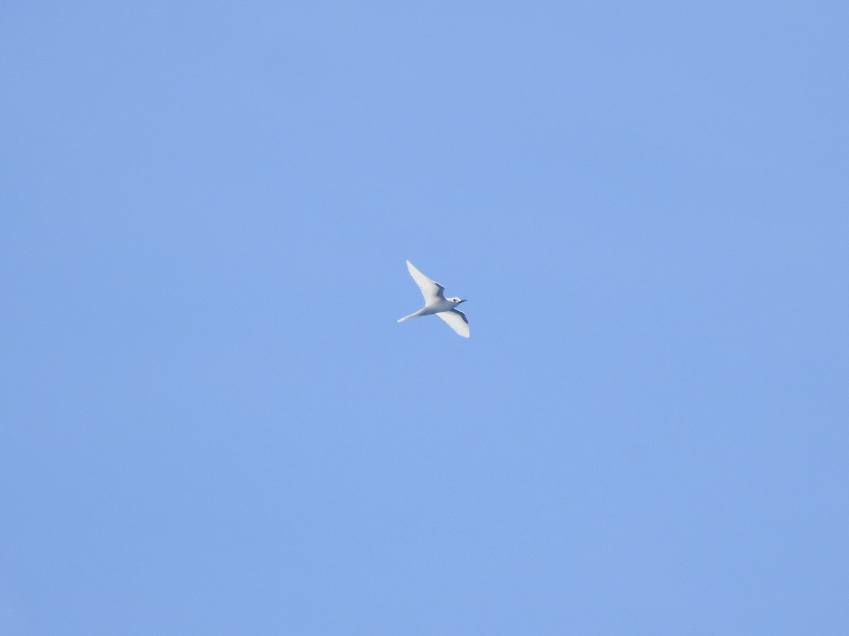 White Tern - ML618806312