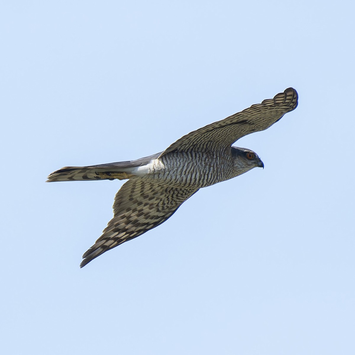 Eurasian Sparrowhawk - ML618806315