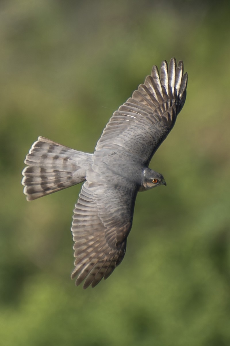 Eurasian Sparrowhawk - ML618806317