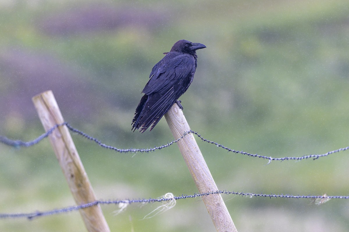 Common Raven - Jack Crowe