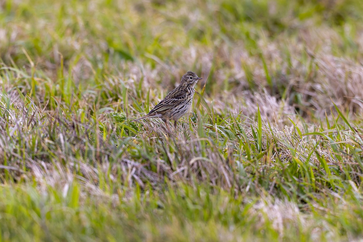 Meadow Pipit - ML618806326