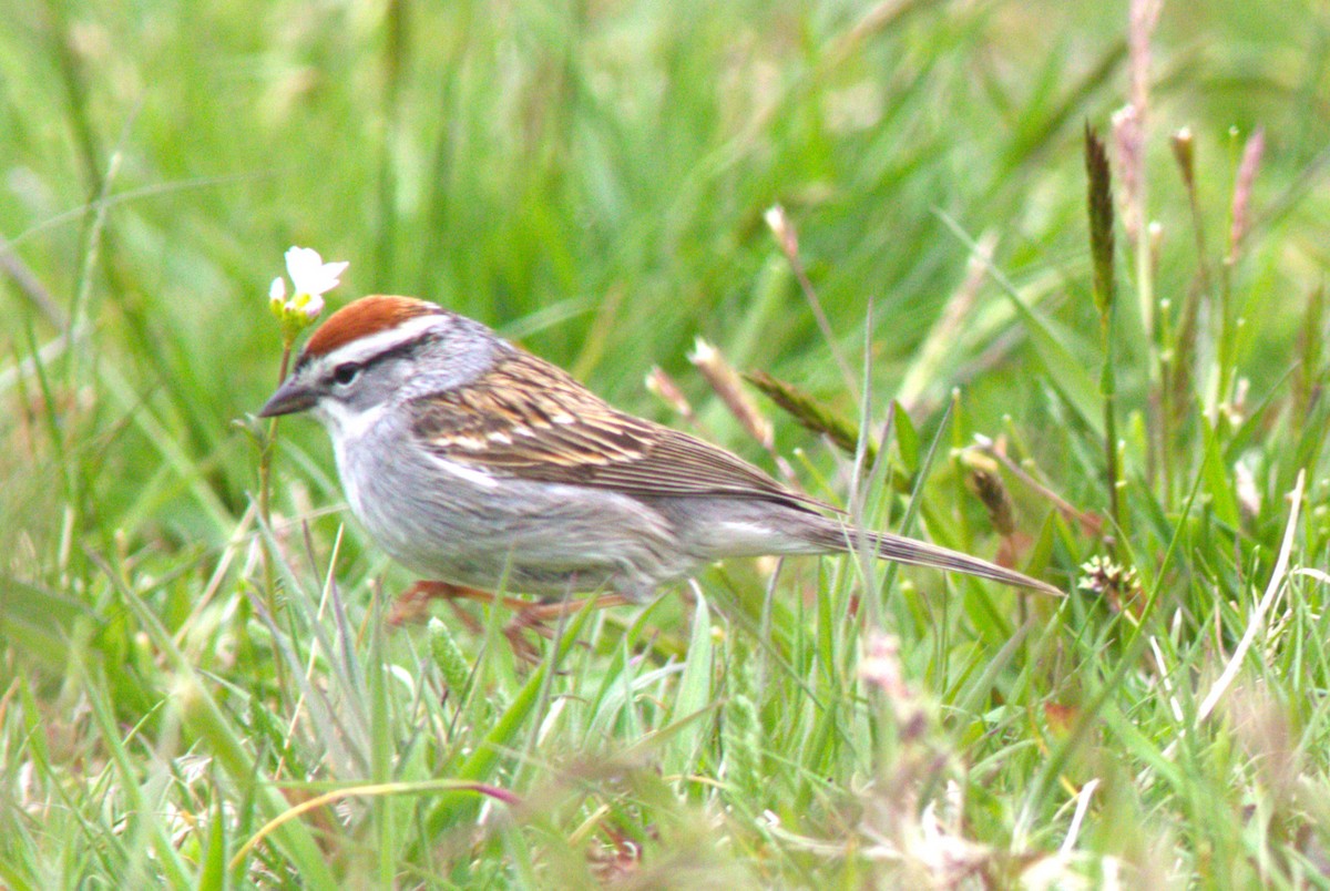 Chipping Sparrow - ML618806333