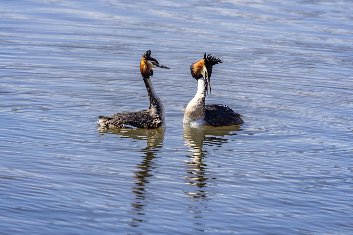 Great Crested Grebe - ML618806364