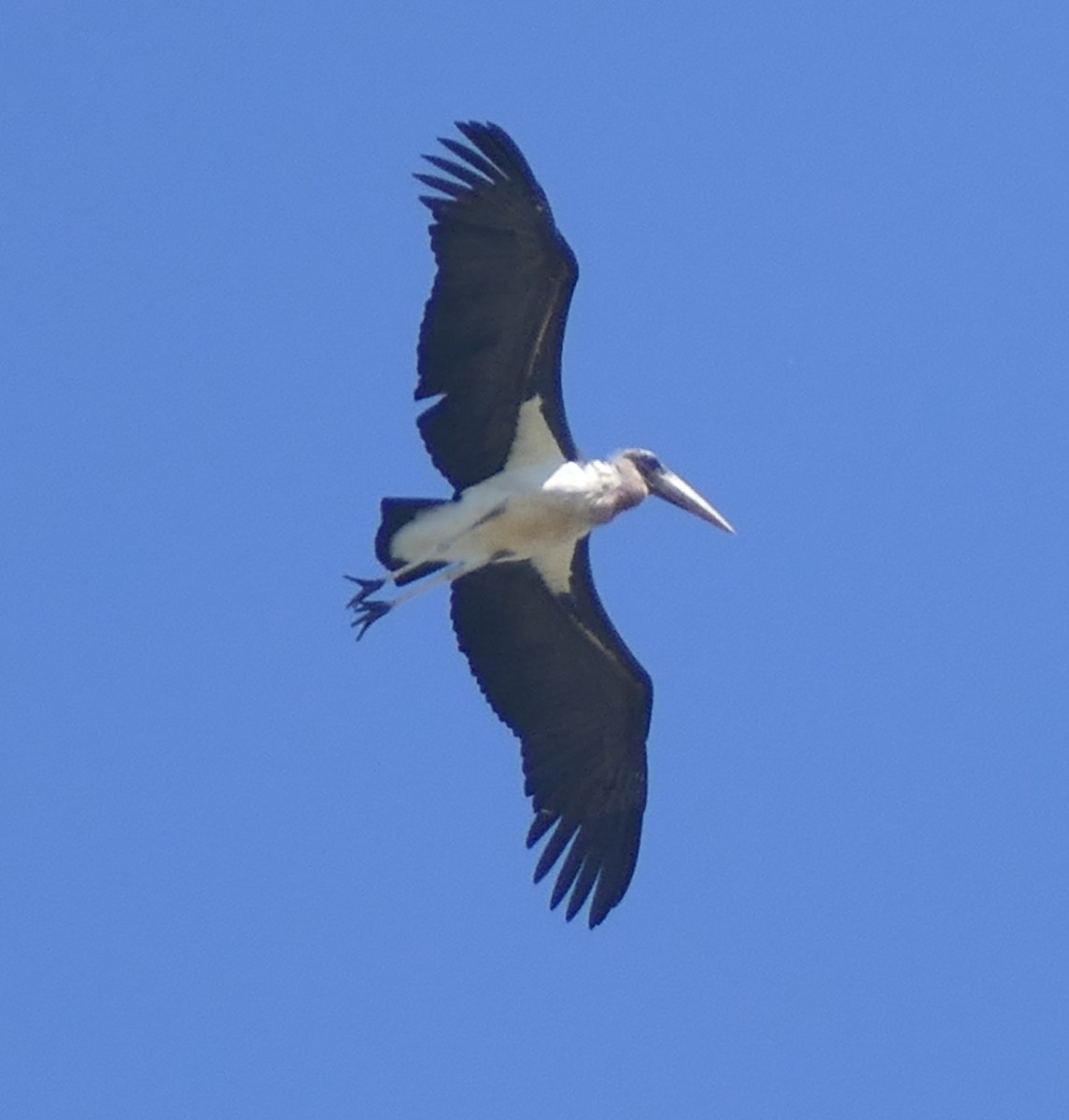 Marabou Stork - ML618806377