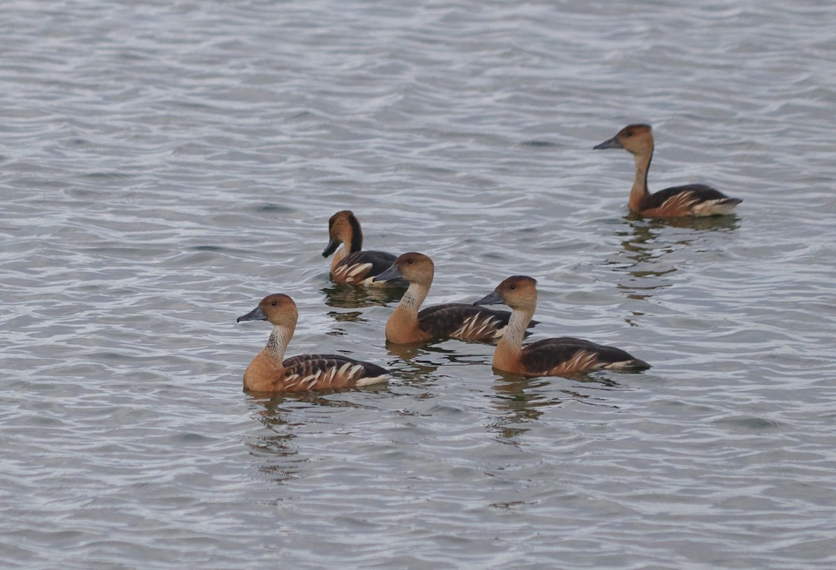 Fulvous Whistling-Duck - Oliver Main