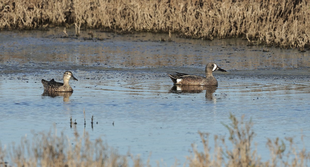 Blue-winged Teal - ML618806385