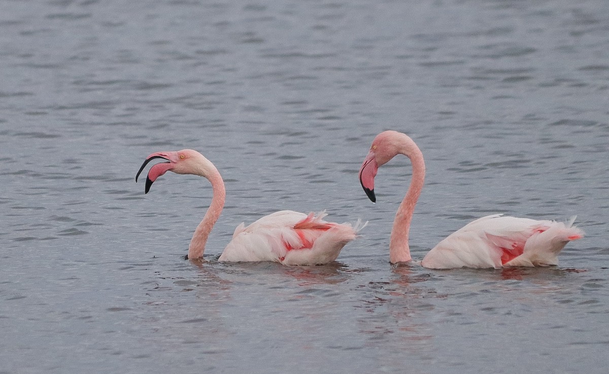 Greater Flamingo - ML618806408