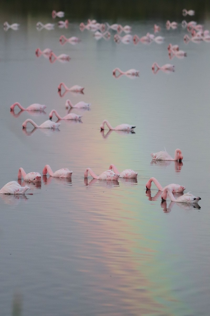 Lesser Flamingo - Oliver Main
