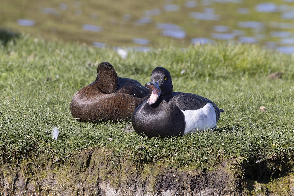 Tufted Duck - ML618806417