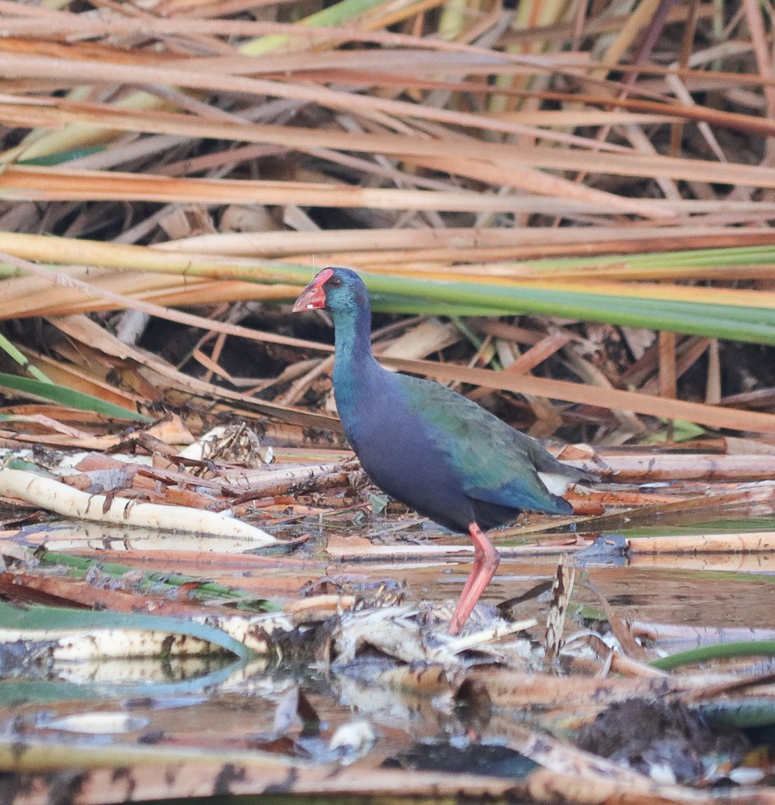 African Swamphen - Oliver Main