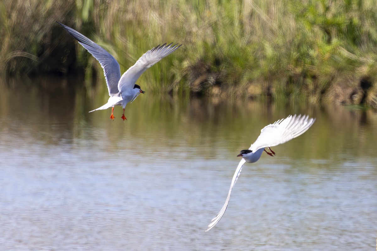 Common Tern - Jack Crowe