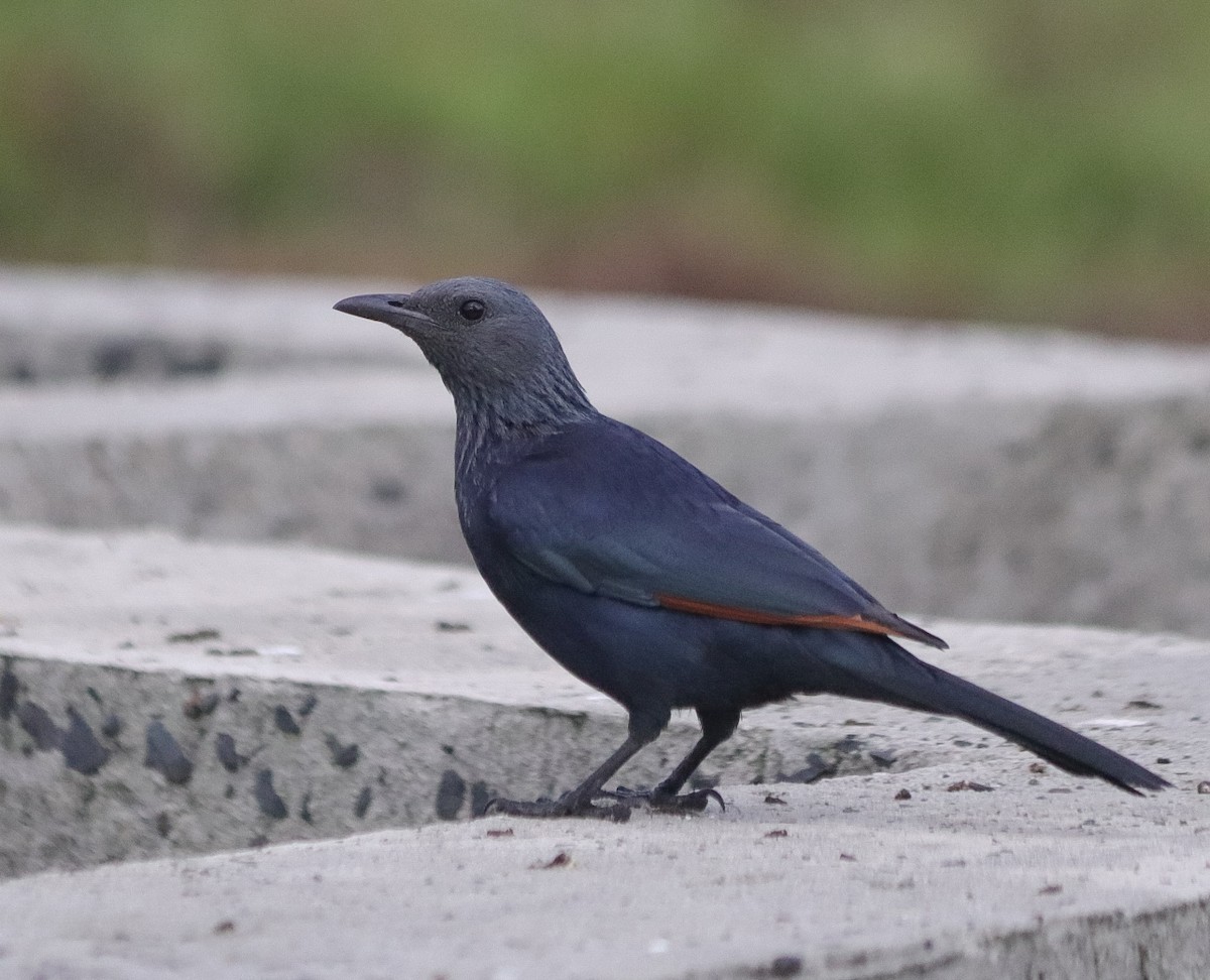 Red-winged Starling - Oliver Main