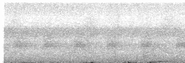 holub světlebřichý - ML618806452
