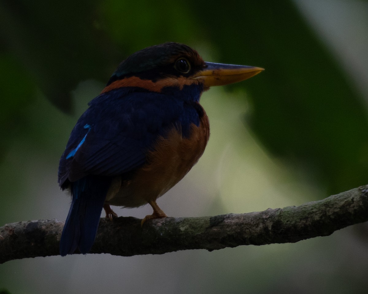 Rufous-collared Kingfisher - Saravanan Palanisamy