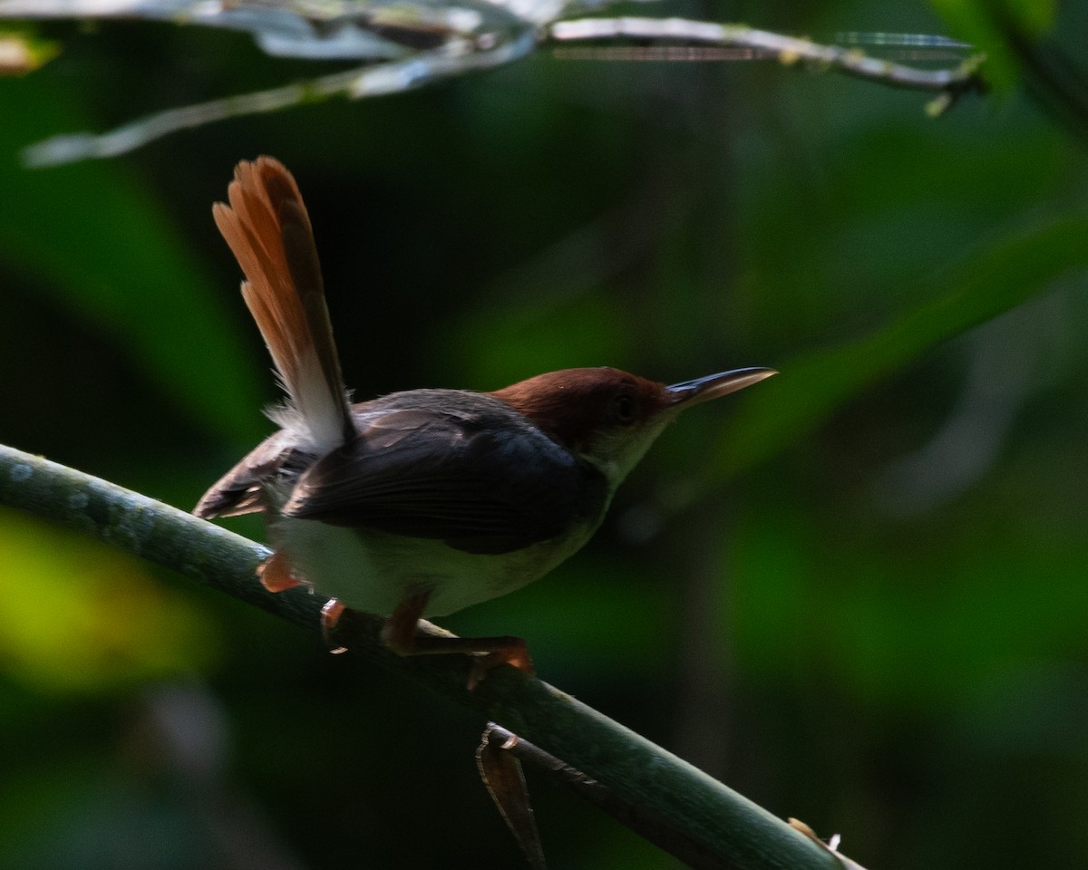 Rufous-tailed Tailorbird - Saravanan Palanisamy