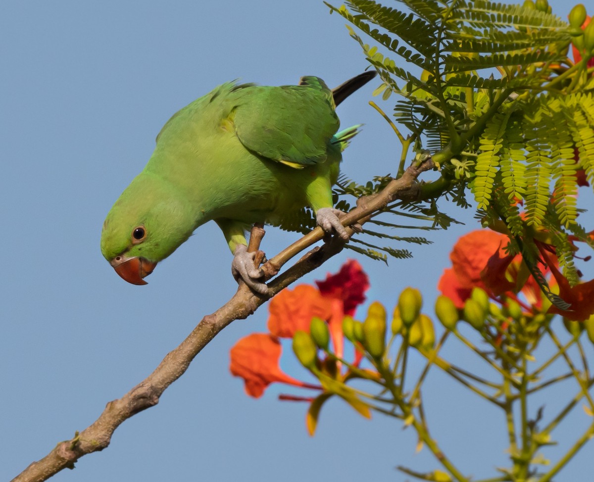 Rose-ringed Parakeet - chandana roy